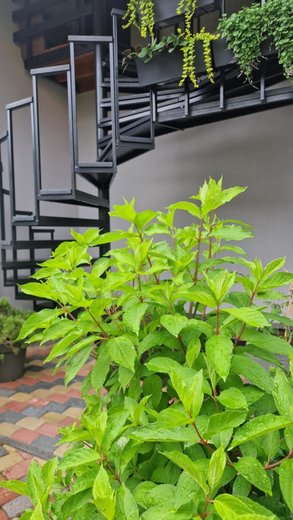 Rasos Vila 帕兰加 客房 照片